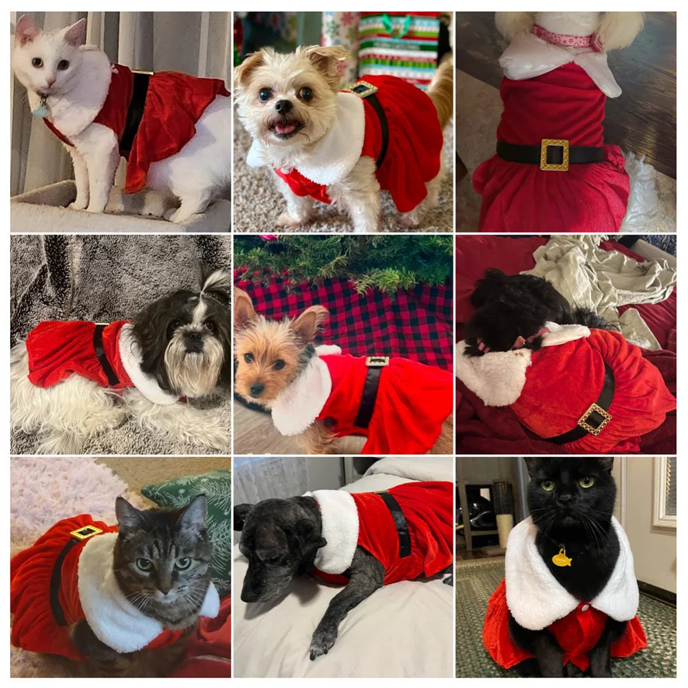 Vestido de Natal para Gatos